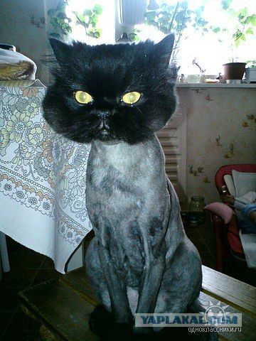 Imaginile la care nu ai cum sa nu dai LIKE. Cat de suparate sunt aceste pisicute pentru ca au fost tunse fara voia lor!
