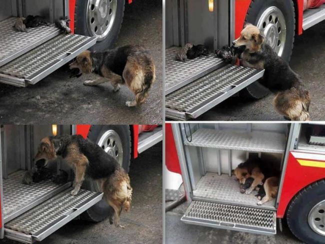 Imaginile care au emotionat pana la lacrimi o lume intreaga. Dovada ca animalele pot avea mai mult suflet decat oamenii