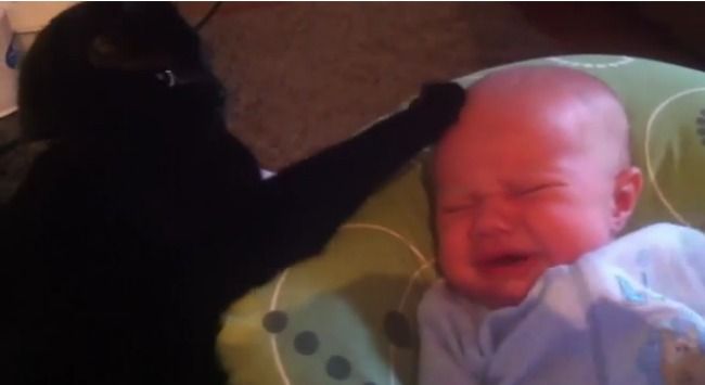 Filmuletul emotionant care a induiosat milioane de oameni. Ce gest face pisica din imagini cand bebelusul incepe sa planga