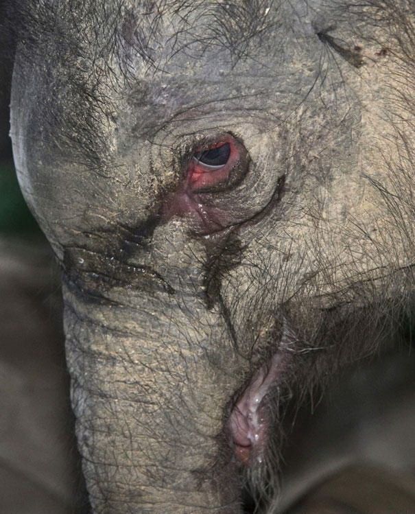 Imaginile care au emotionat o lume intreaga. Cum arata puiul de elefant care a plans in hohote dupa ce a fost respins de mamica lui