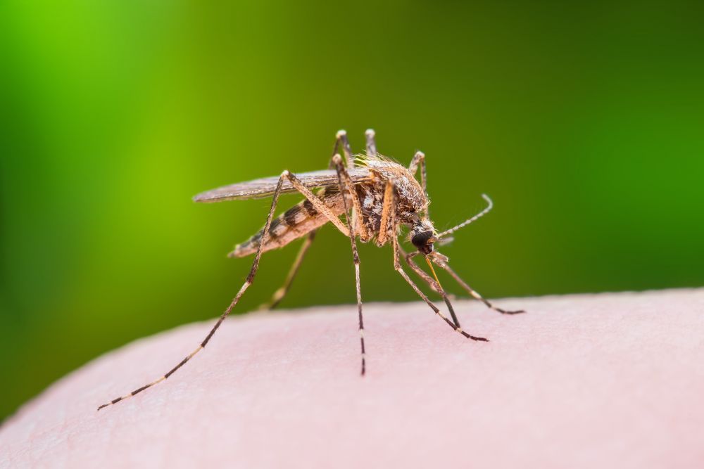 Virusul Zika ar putea vindeca pacienții cu cancer cerebral