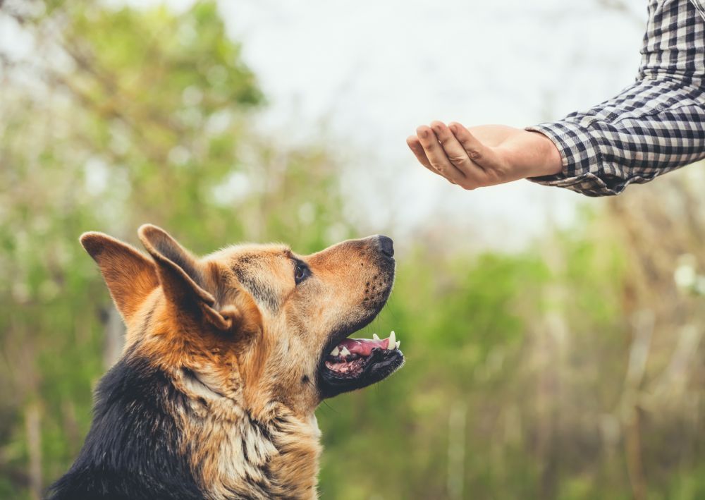 Cum să alegi animalele de companie. Te &icirc;nvață un instructor canin cu experiență