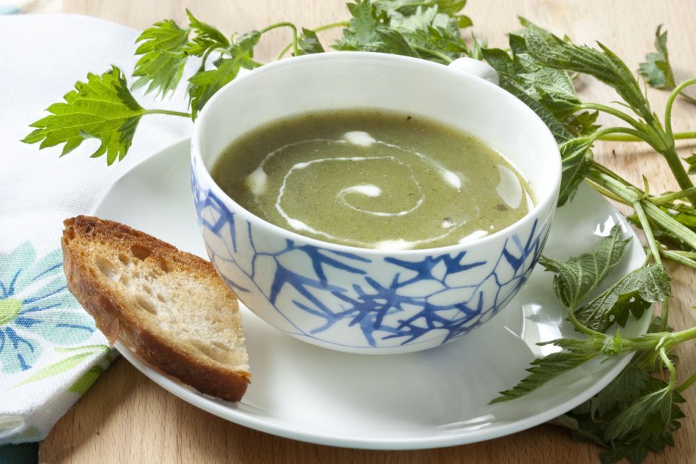 Supă cremă de urzici. Un preparat delicios și sănătos
