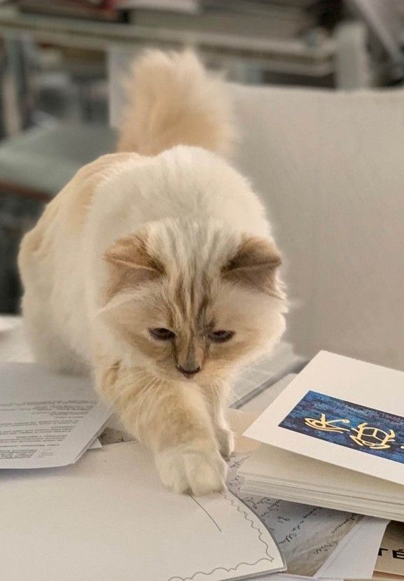 Ce face Choupette, pisica milionară a lui Karl Lagerfeld la un an de la moartea creatorului de modă