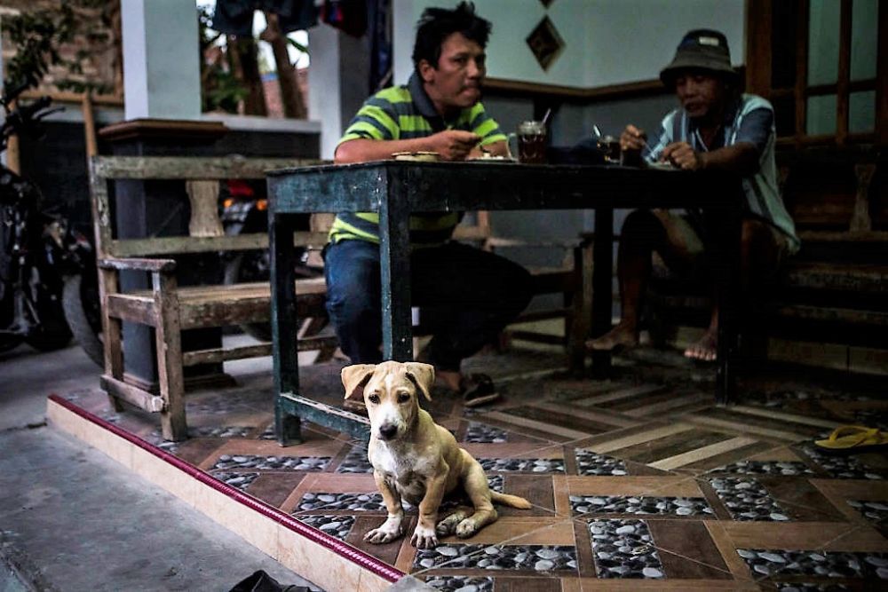 C&acirc;inii și pisicile, doar animale de companie &icirc;n China. Sacrificarea patrupedelor pentru carne, interzisă&nbsp; &nbsp;&nbsp;