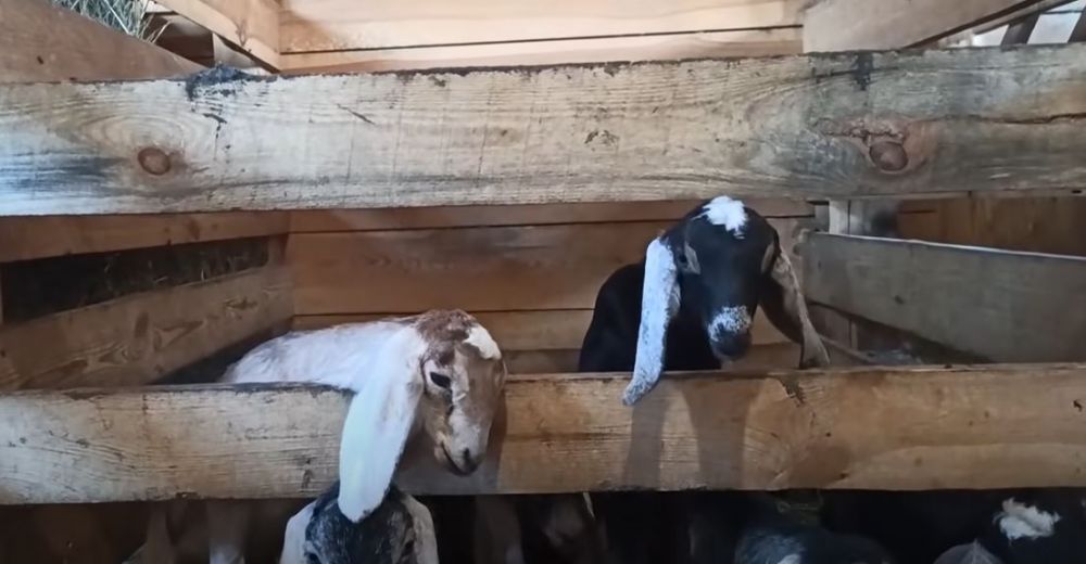Cum gătește o mamă cu mulți copii. &bdquo;30 de ouă pentru micul dejun și 10 kg de carne pentru pr&acirc;nz și cină&rdquo;