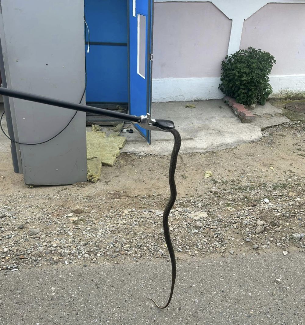 FOTO Momente de panică &icirc;ntr-un magazin sătesc din Mehedinți! Un șarpe a fost găsit &icirc;n aparatul de cafea