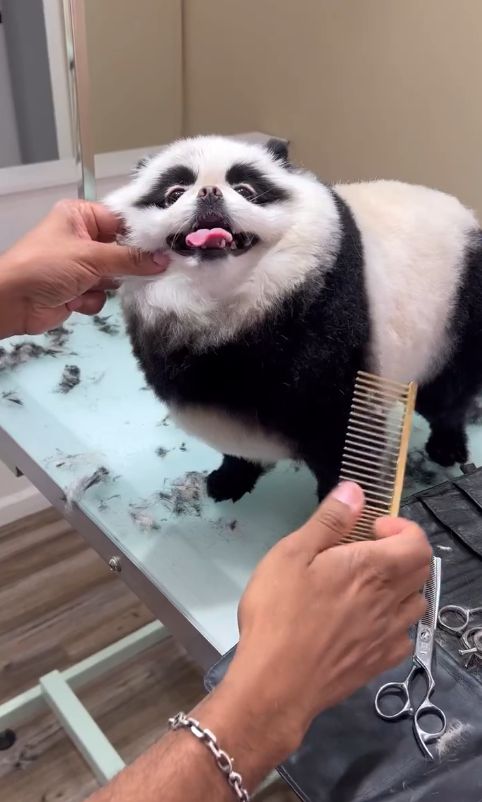 Cu c&acirc;inii la coafor. Cum transformă un brazilian patrupedele &icirc;n adevărate &bdquo;fiare&rdquo; cochete